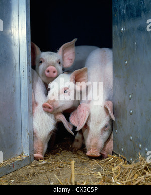 3 1/2 wk, Yorkshire - landrasse Schweinen Stockfoto