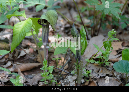 Ein paar Jack-in-the-pulpit Blumen blühen in den Wäldern entlang Stony Creek im Erholungsgebiet Kaskaden in Giles County, Virginia. Stockfoto