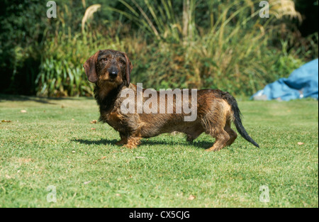 Seitenansicht des Wire-haired Dackel in Yard/Irland Stockfoto