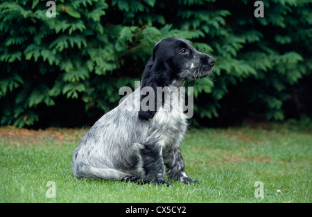 English Cocker Spaniel/Irland Stockfoto