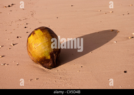 Eine gefallene Kokosnuss Handauflegen Muri Beach. Stockfoto