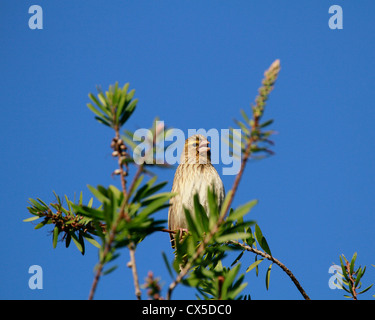Weiblichen südlichen Masked Weaver oder afrikanischen maskierte Weber (Ploceus Velatus) zwitschern. Stockfoto