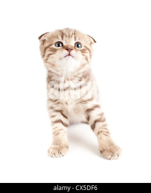 Scottish Fold Kätzchen braun Draufsicht isoliert Stockfoto