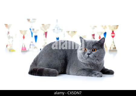 Champion Katze mit Tassen, isoliert auf weiss Stockfoto