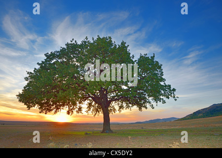 Baum in einem Feld-Sommer Stockfoto