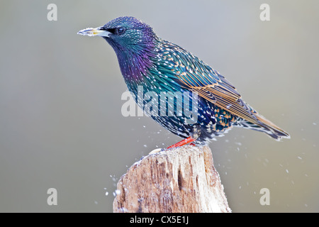 Bunten gemeinsame Star (Sturnus Vulgaris) thront auf einem Ast im Schnee, Kent, England Stockfoto