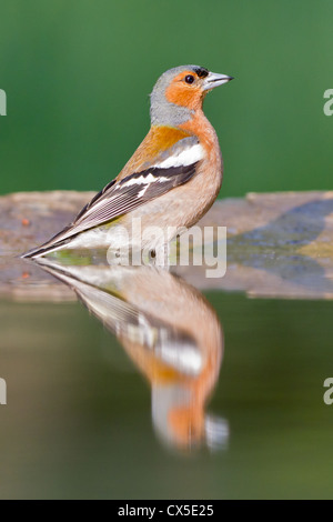 Nahaufnahme von einem männlichen Buchfinken (Fringilla Coelebs) spiegelt sich in einem Waldschwimmbad in Ungarn. Stockfoto