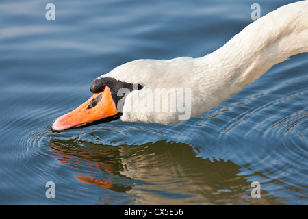 Nahaufnahme von einem Höckerschwan [Cygnus Olor]) und Reflexion im klaren blauen Wasser, Hertfordshire, England Stockfoto