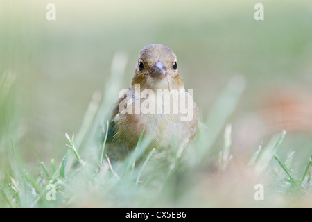 Junge weibliche Buchfinken (Fringilla Coelebs), Sussex, England. Stockfoto