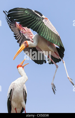 Zwei gelb-billed Störche (Mycteria Ibis) Kampf um Territorium im Okavangodelta, Botswana Stockfoto