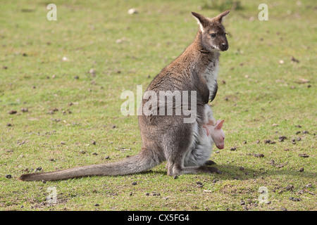 Wallaby Mutter mit Baby Joey im Beutel Stockfoto