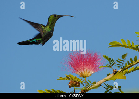 Grün-throated Carib Kolibri Fütterung auf Puderquaste Rot Blume Stockfoto