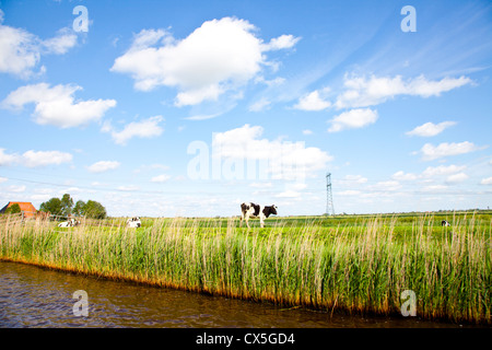 Holländische Landschaft mit Wiesen und Kuh Stockfoto