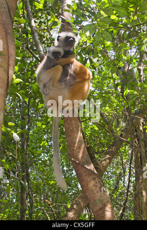 Matrizengeformte Sifaka (Propithecus Diadema) Stockfoto