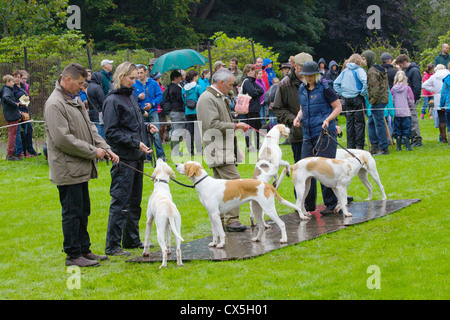 Trail Hound Besitzer Aussaat ihre Hunde im Regen Patterdale Tag des Hundes in der Nähe von Patterdale, The Lake District, Cumbria, England, UK Stockfoto