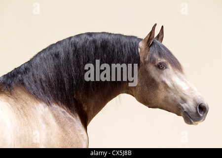 Rein spanische Pferde, PRE, Andalusier Stockfoto