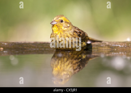 Goldammer (Emberiza Citrinella) Baden im Waldschwimmbad in Ungarn Stockfoto