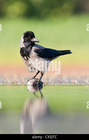 Eine Trauerschnäpper Krähe (Corvus Albus) mit einem Fisch am Ufer eines Sees in Kiskunsági Nationalpark, Ungarn. Stockfoto