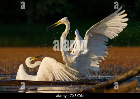 Zwei große Reiher (Ardea Alba kämpft in einem See. Stockfoto