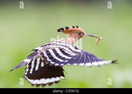 Eurasion Wiedehopf (Upupa Epops) im Flug mit einem frisch gefangenen Insekt Stockfoto