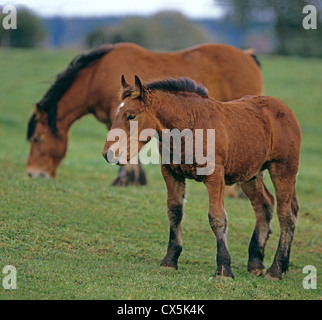 Ardennen Pferd, Ardenner Stockfoto