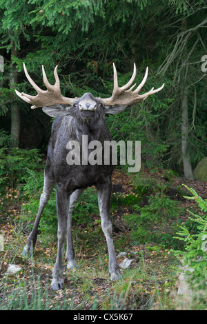 Elch / eurasischen Elch (Alces Alces) bull Flehming in der Taiga im Herbst, Värmland, Schweden Stockfoto