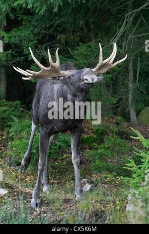 Elch / eurasischen Elch (Alces Alces) bull Flehming in der Taiga im Herbst, Värmland, Schweden Stockfoto