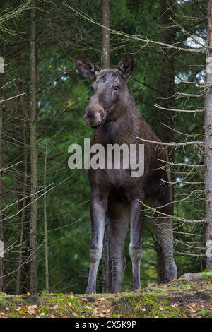 Elch / eurasischen Elch (Alces Alces) Kuh in der Taiga im Herbst, Värmland, Schweden Stockfoto