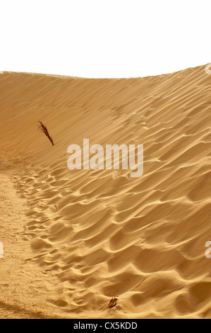 Dünen der Sahara mit goldenem Sand und Spuren des Windes Stockfoto