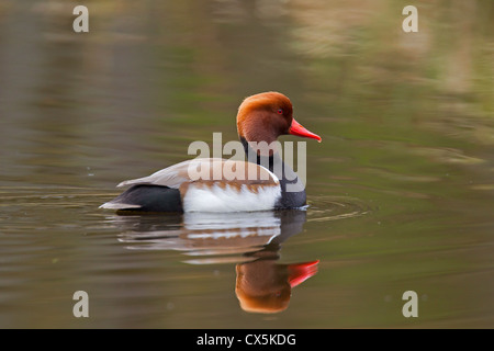 Rot-crested Tafelenten (Netta Rufina) männlich, Schwimmen im See, Deutschland Stockfoto