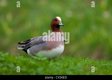 Eurasian Wigeon / Pfeifente (Anas Penelope / Mareca Penelope) männlich, Deutschland Stockfoto