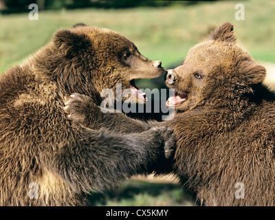 Europäischer Braunbär (Ursus Arctos), zwei Jugendliche Streitereien Stockfoto