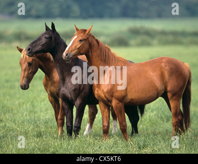 Holländischen Warmblut. Drei Pferde auf einer Weide Stockfoto