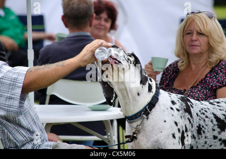 Hund Trinkwasser aus der Flasche Stockfoto