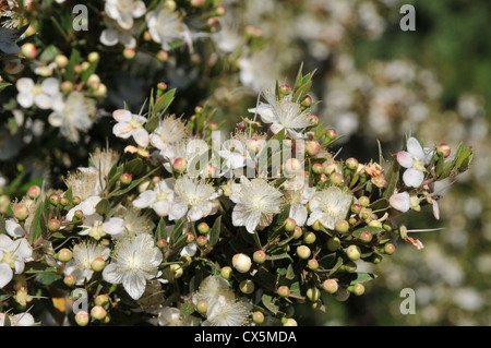 Blühende Myrte (Myrtus Communis) fotografiert in Israel im Juni Stockfoto