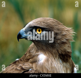 Schlangenadler (Circaetus Gallicus), portrait Stockfoto