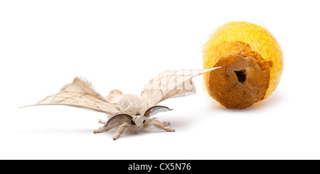 Domestizierte Silkmoth, Bombyx Mori, neben eigenen Kokon vor weißem Hintergrund Stockfoto