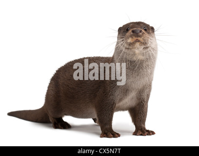 Europäischen Fischotter Lutra Lutra, 6 Jahre alt, Portrait vor weißem Hintergrund stehen Stockfoto