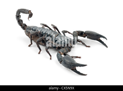 Kaiser-Skorpion, Pandinus Imperator, vor weißem Hintergrund Stockfoto