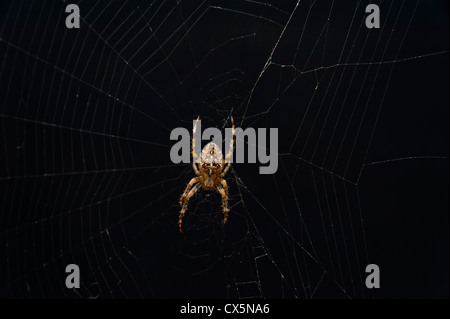 GEWÖHNLICHER GARTEN SPIDER (Araneus Diadematus) England GB isolierter schwarzer Hintergrund Stockfoto