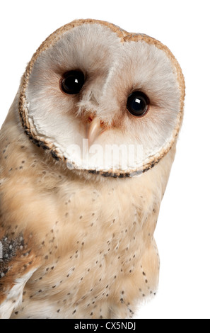 Schleiereule, Tyto Alba, 4 Monate alt, Porträt vor weißem Hintergrund Stockfoto