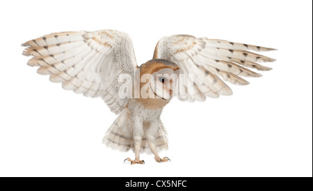 Schleiereule, Tyto Alba, 4 Monate alt, stretching Flügel vor weißem Hintergrund Stockfoto