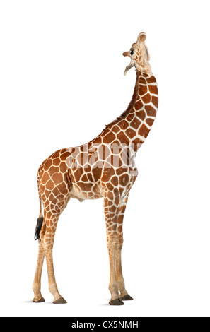 Somalische Giraffe oft bekannt als retikuliert Giraffe (Giraffa Plancius Reticulata) 2 und ein halbes Jahr alt auf weißem Hintergrund Stockfoto