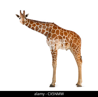 Somalische Giraffe oft bekannt als retikuliert Giraffe (Giraffa Plancius Reticulata) 2 und ein halbes Jahr alt auf weißem Hintergrund Stockfoto