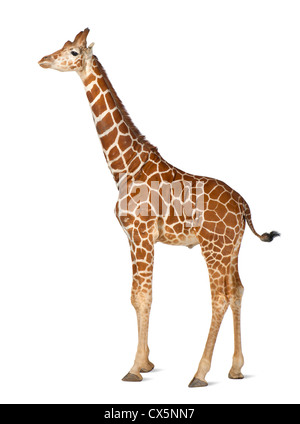 Somalische Giraffe oft bekannt als retikuliert Giraffe (Giraffa Plancius Reticulata) 2 und ein halbes Jahr alt auf weißem Hintergrund Stockfoto