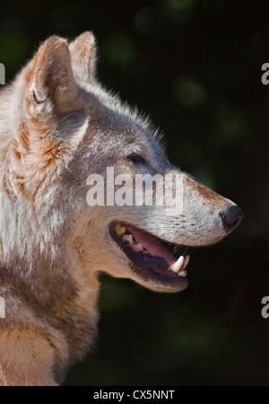 Graue Wolf (Canis Lupus) Stockfoto
