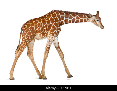 Somalische Giraffe oft bekannt als retikuliert Giraffe (Giraffa Plancius Reticulata) 2 und ein halbes Jahr alt auf weißem Hintergrund Stockfoto