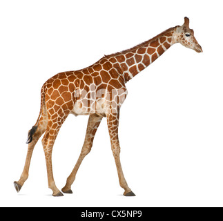 Somalische Giraffe oft bekannt als retikuliert Giraffe (Giraffa Plancius Reticulata) 2 und ein halbes Jahr alt auf weißem Hintergrund Stockfoto