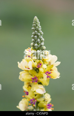 Verbascum Blattaria. Motte Königskerze wächst in Wildblumenwiese. Stockfoto