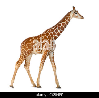 Somalische Giraffe oft bekannt als retikuliert Giraffe (Giraffa Plancius Reticulata) 2 und ein halbes Jahr alt auf weißem Hintergrund Stockfoto